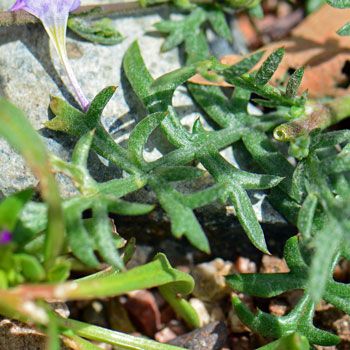 Gilia flavocincta, Lesser Yellowthroat Gilia